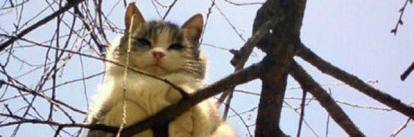 crownNeko's profile banner image