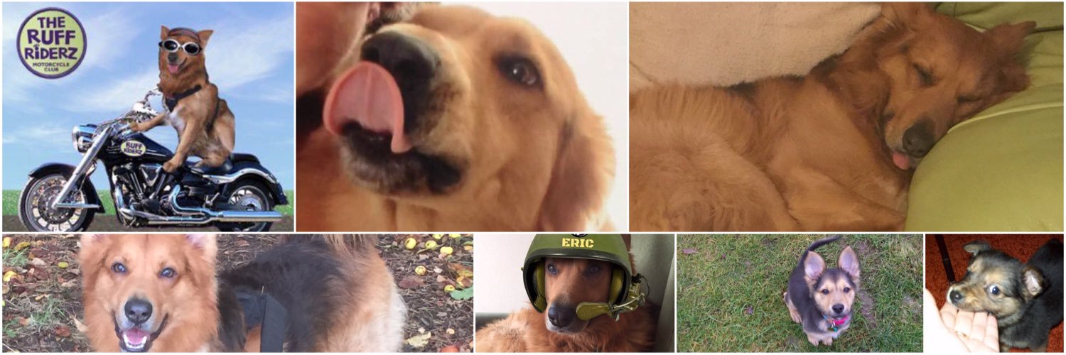 Dillon & Dougal & Angel Eric Da Dog 🌈🐾 banner