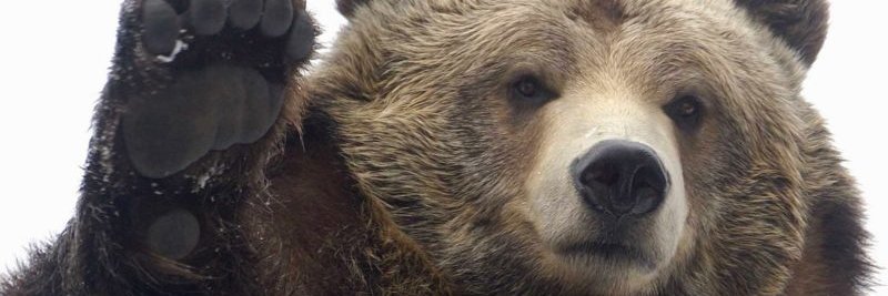 PC_Bearington's profile banner image