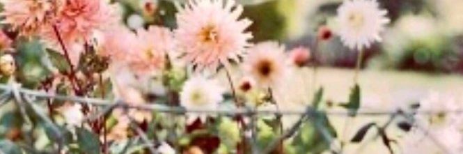 ....❤ banner