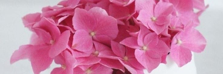 agasmuthu's profile banner image