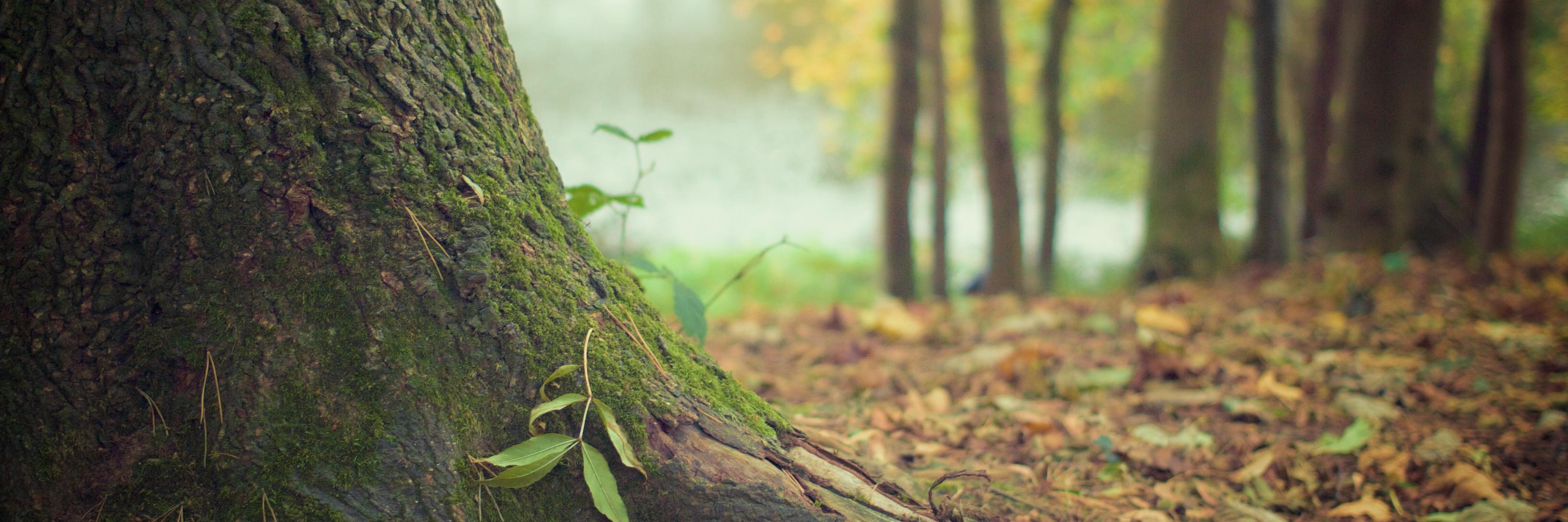CosyClimate's profile banner image