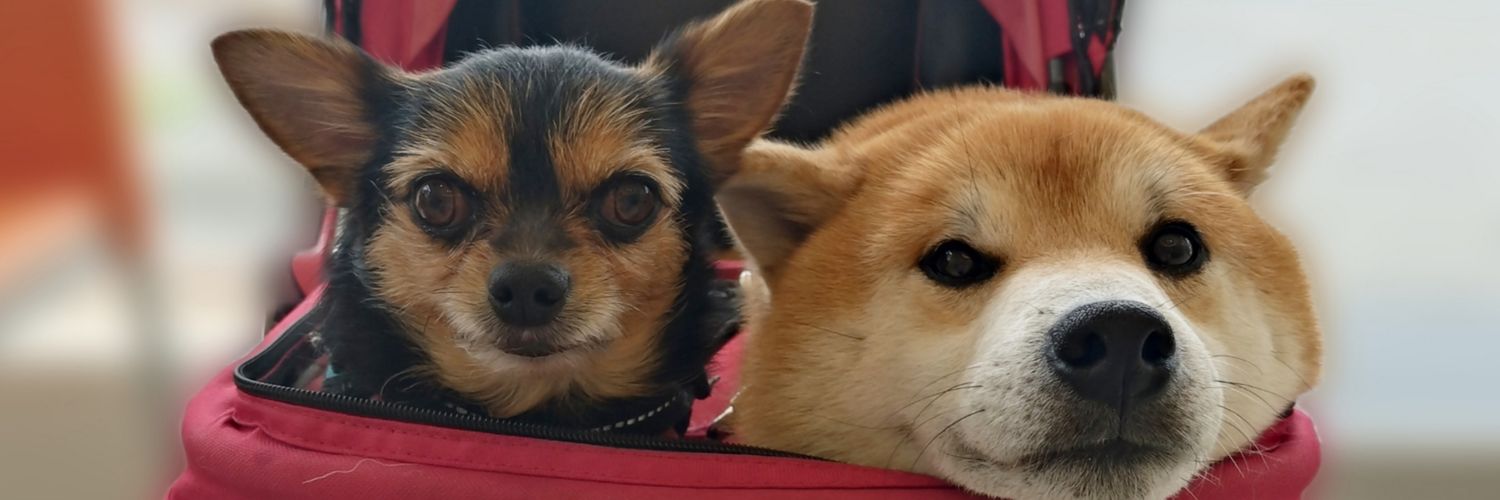 2chibimitsu2's profile banner image