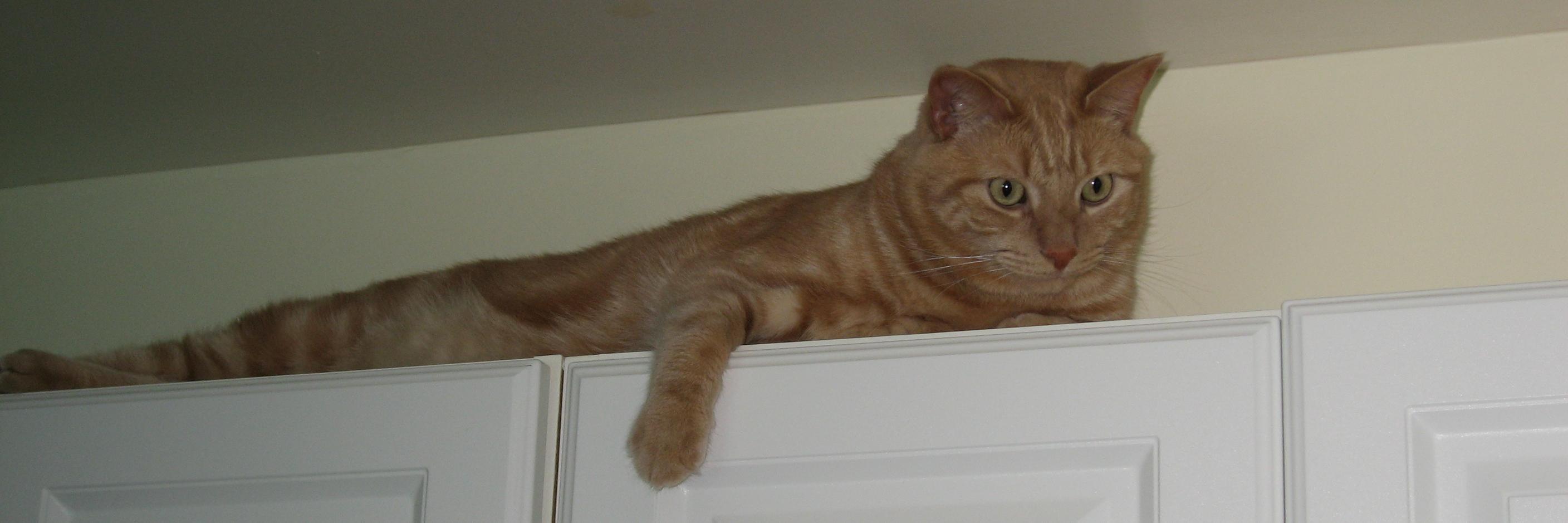 Riley_von_Pelt's profile banner image