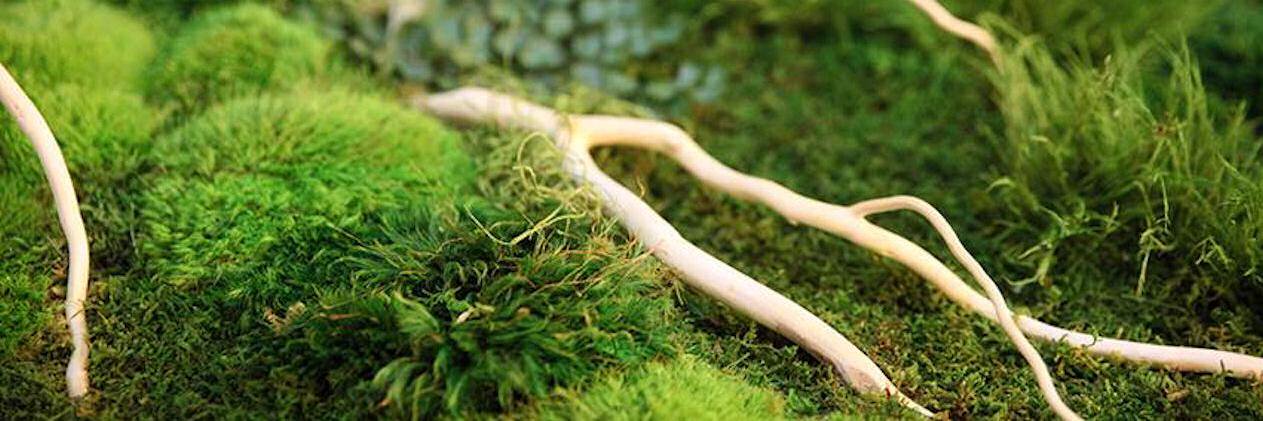 Artisan Moss banner