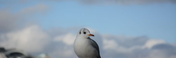 mzgn1 Profile Banner