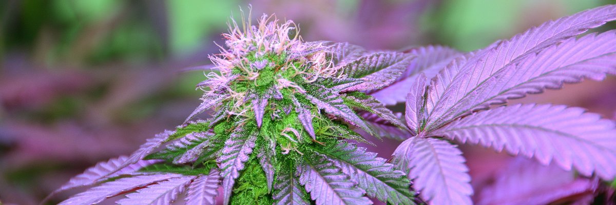 ihomegrow's profile banner image