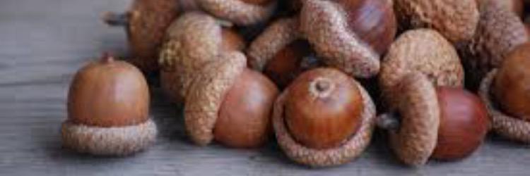 _squirrelsrule's profile banner image