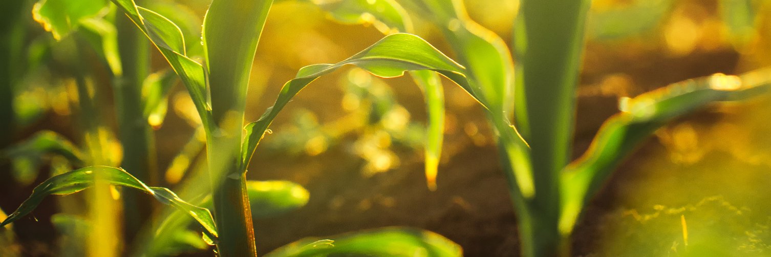 April Agee Carroll banner