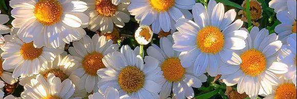 WORLDWIDE 🌐 ♥️ banner