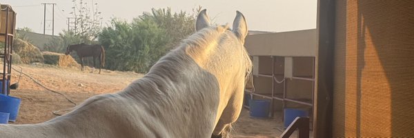 notsosal Profile Banner