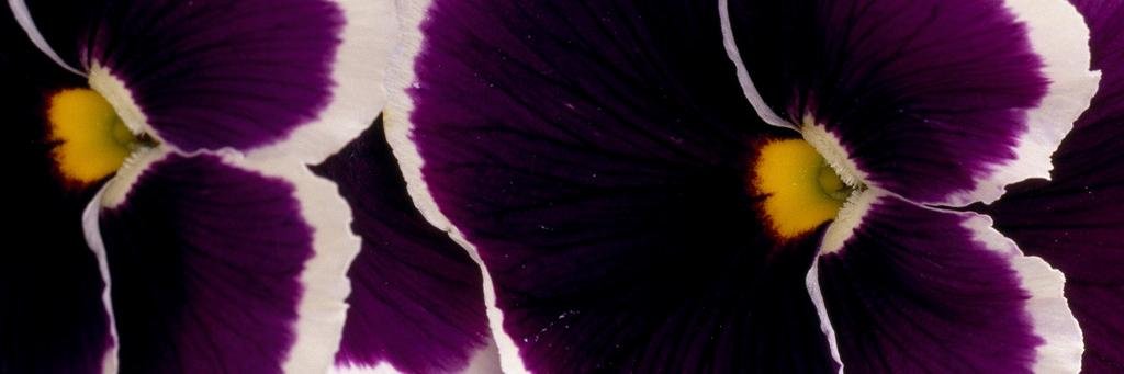 EcoKIKStar's profile banner image