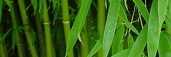 rogovochka's profile banner image
