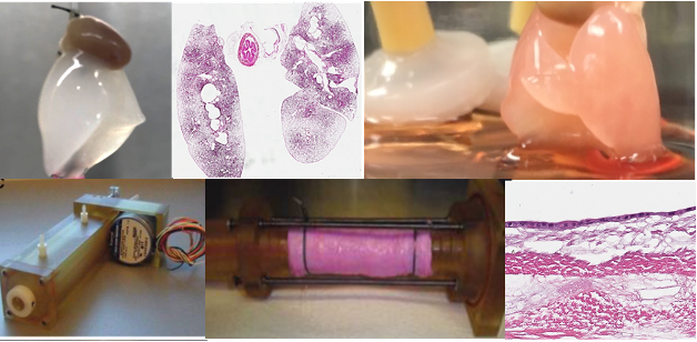 Golnaz Karoubi, PhD banner