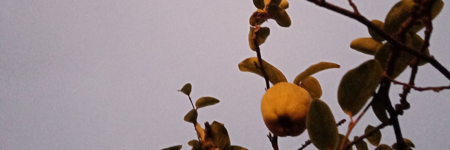 silvanadtd's profile banner image