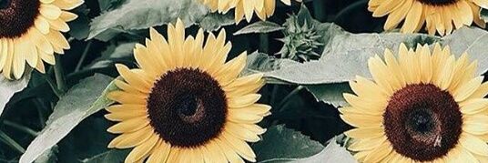 nt_zama's profile banner image