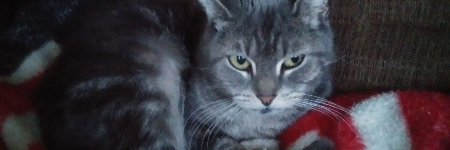 cshell1123's profile banner image