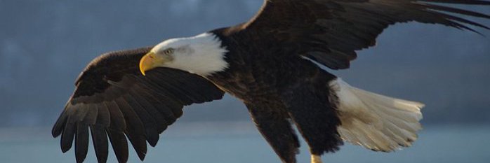 Ade_Ade's profile banner image