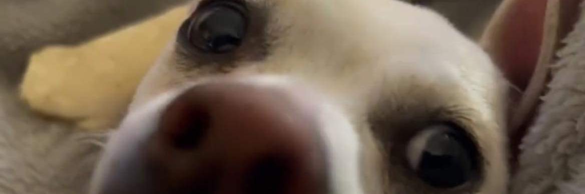 YDG_ChaddyDaddy's profile banner image