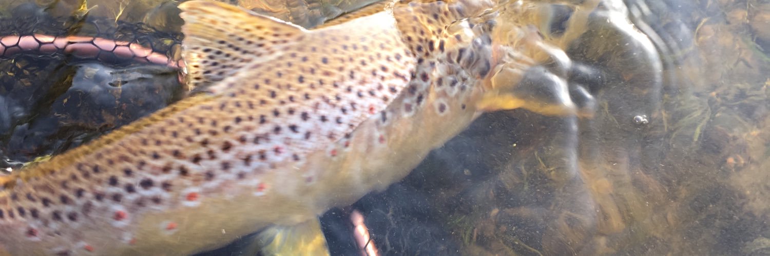fishyorkshire's profile banner image