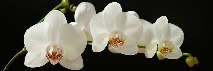 evspivey's profile banner image