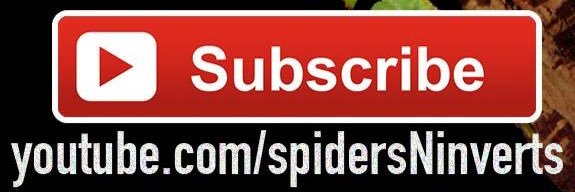 Spiders-N-Inverts banner