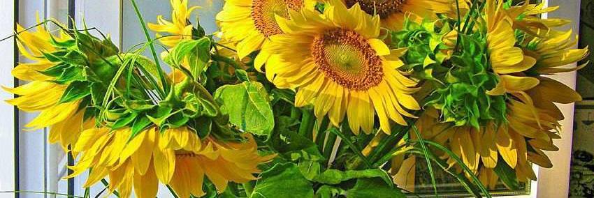Sundi79Martin's profile banner image