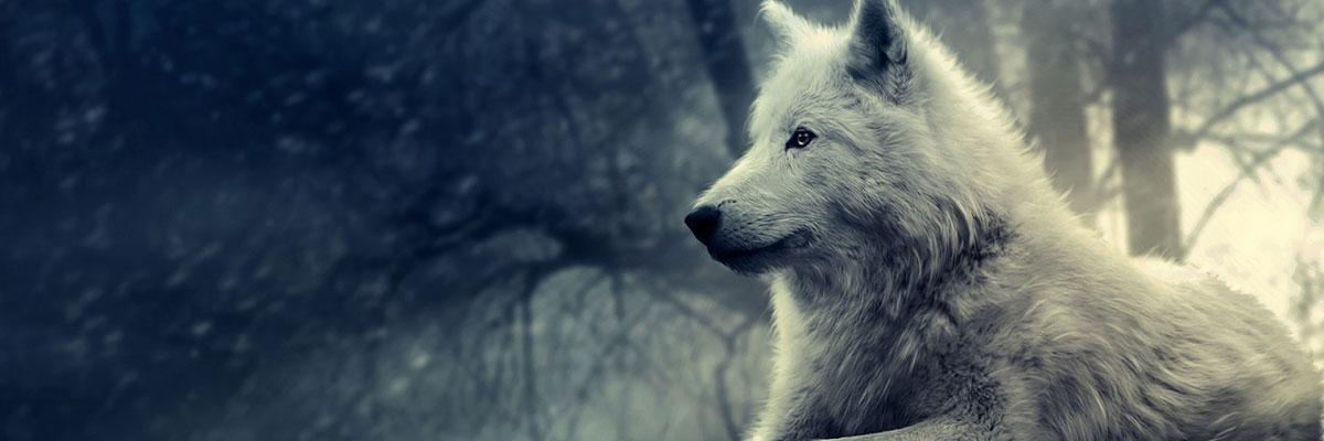 Wh1teShadow_'s profile banner image