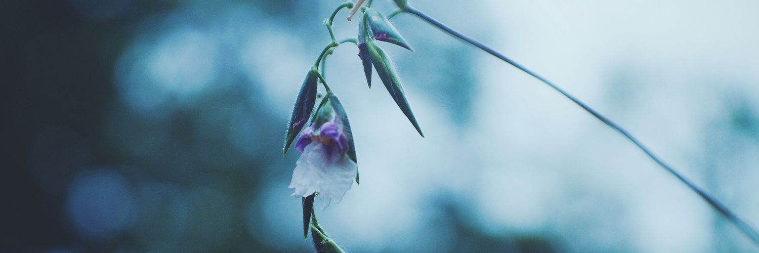 nicemarez's profile banner image
