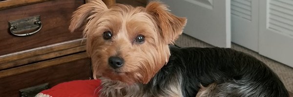 EdMatthews2 Profile Banner