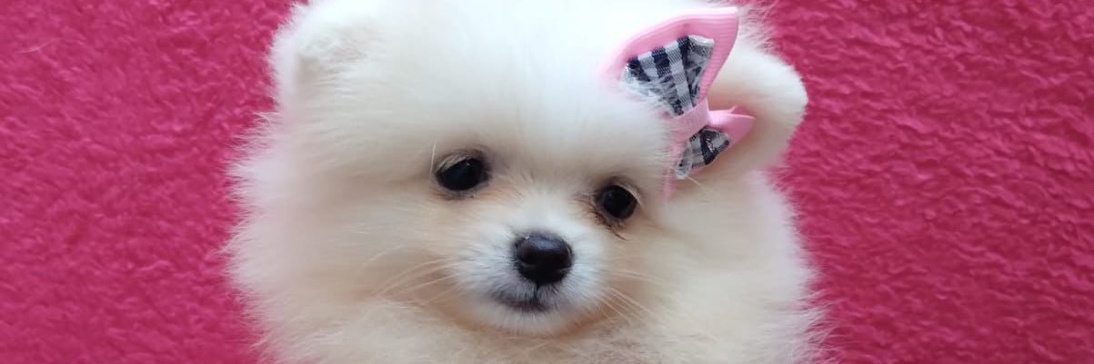 cecviana's profile banner image