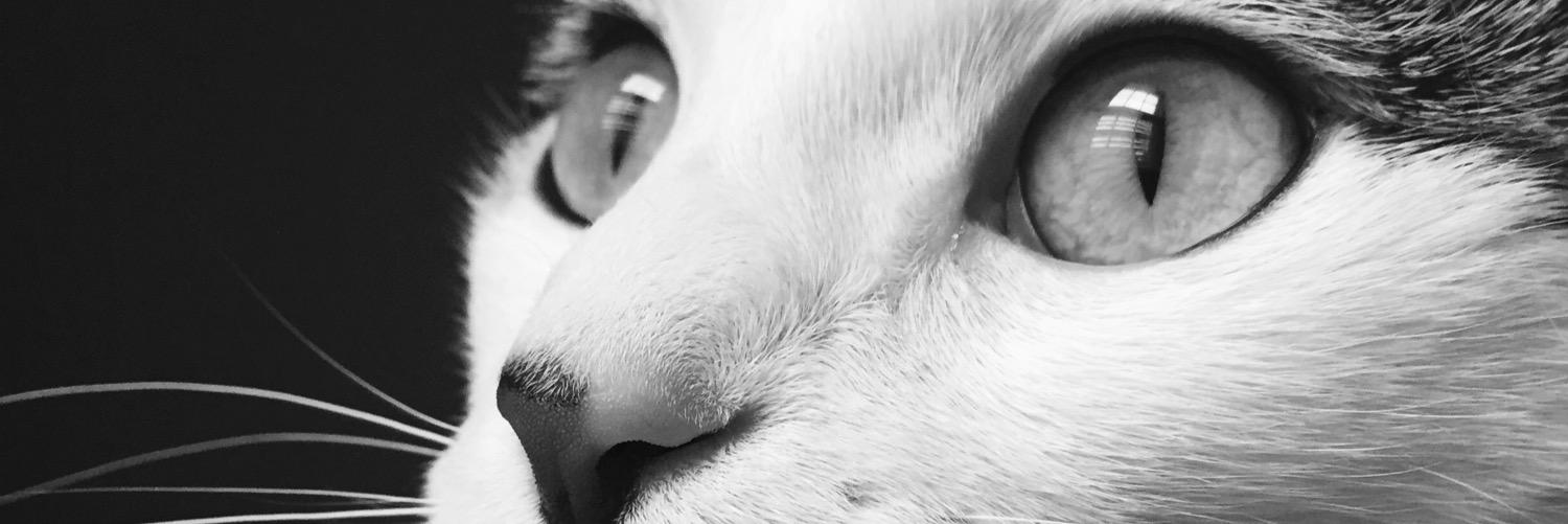 BritzCatz's profile banner image