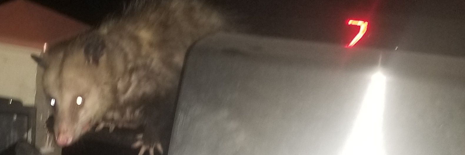 gay robot fight banner