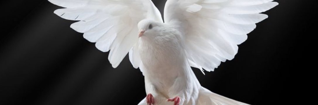 FHusinu's profile banner image