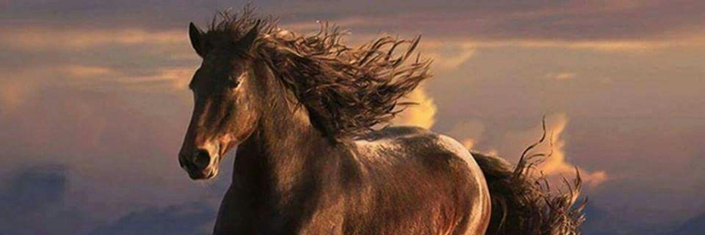 EfsaneFiko's profile banner image