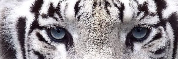 albatigrii's profile banner image