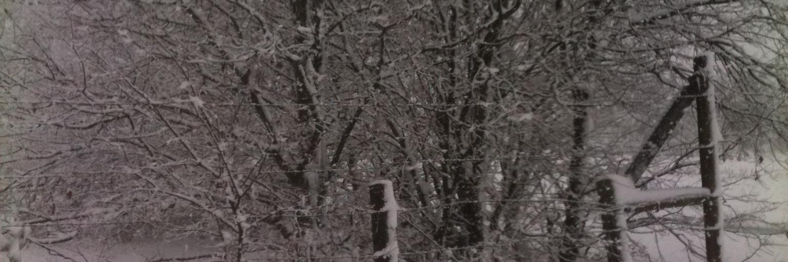 dreamergirl50's profile banner image