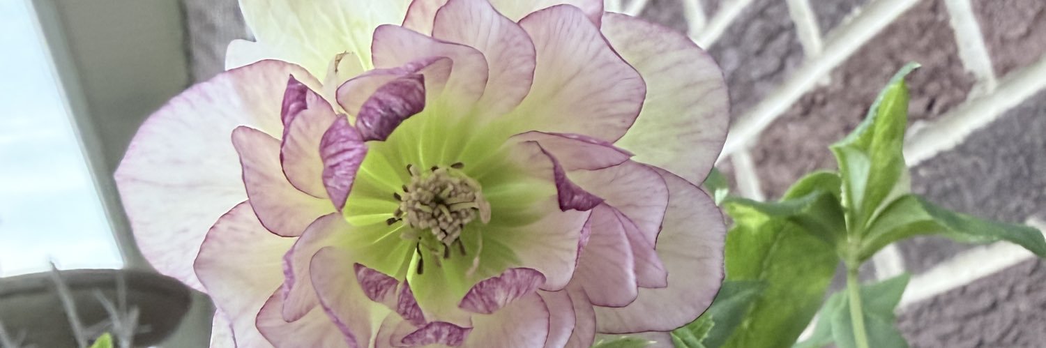 ElleLivingWell's profile banner image