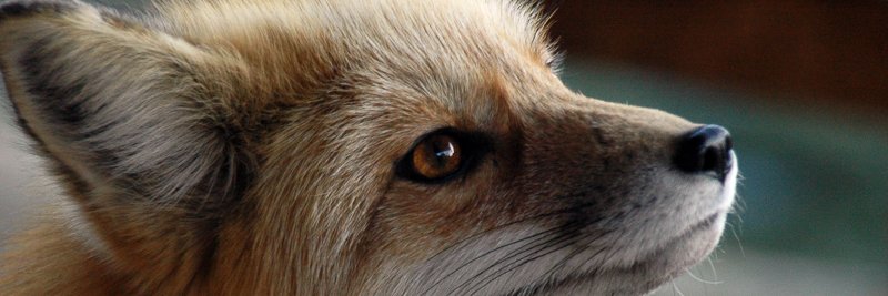 DamondoddHarry's profile banner image