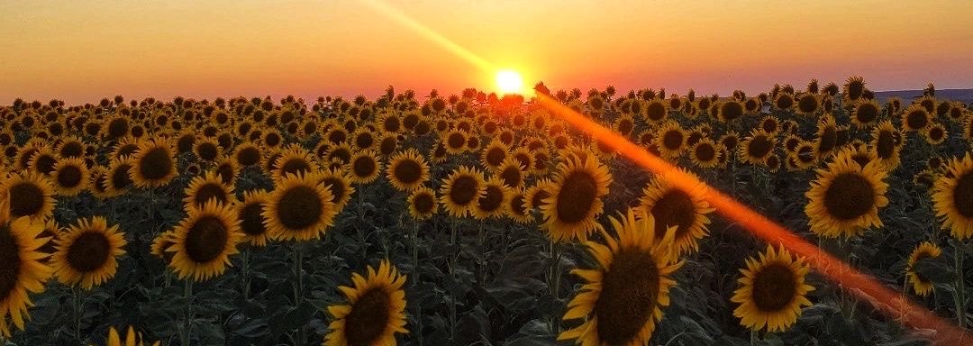 ruyaavsar_'s profile banner image