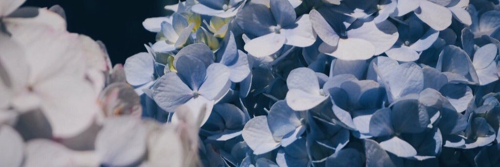 TOB_Allyr's profile banner image