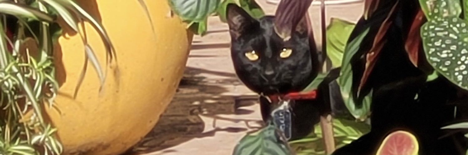 karinalodico's profile banner image