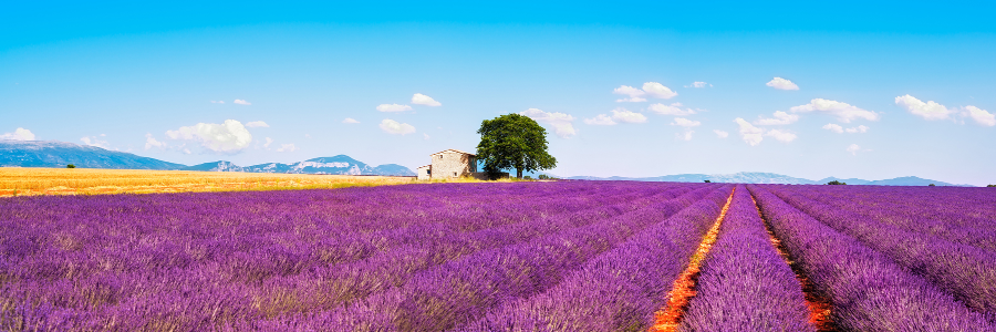 philaugus's profile banner image