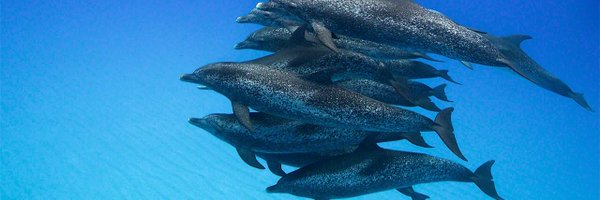 MarkhamMaryrose Profile Banner