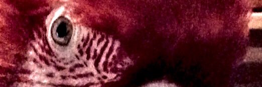 MalcolmMacaw's profile banner image