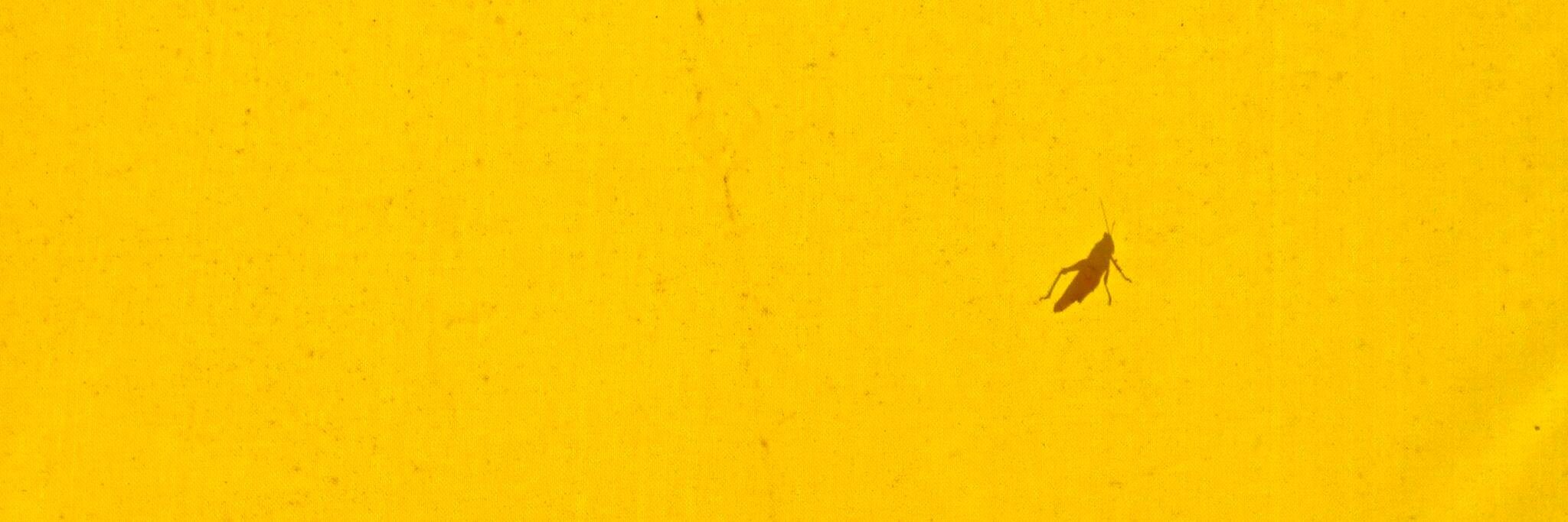 ShanBertelli's profile banner image