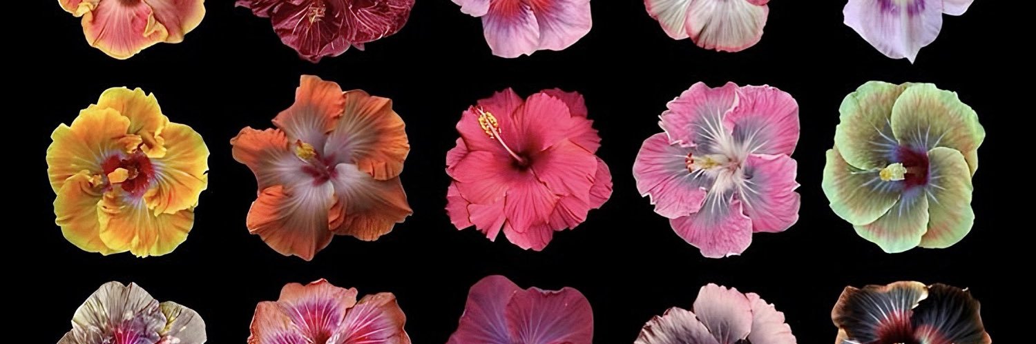 veechynadoll1's profile banner image