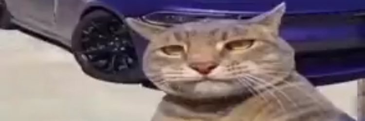 tr4nnycat's profile banner image