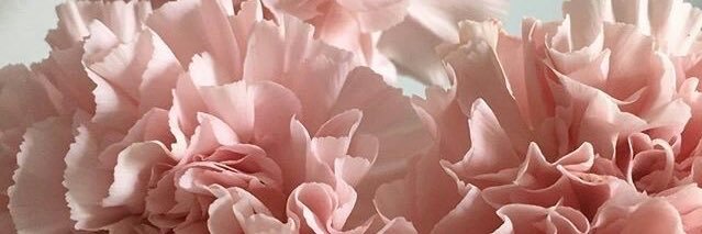 teba_dawood's profile banner image