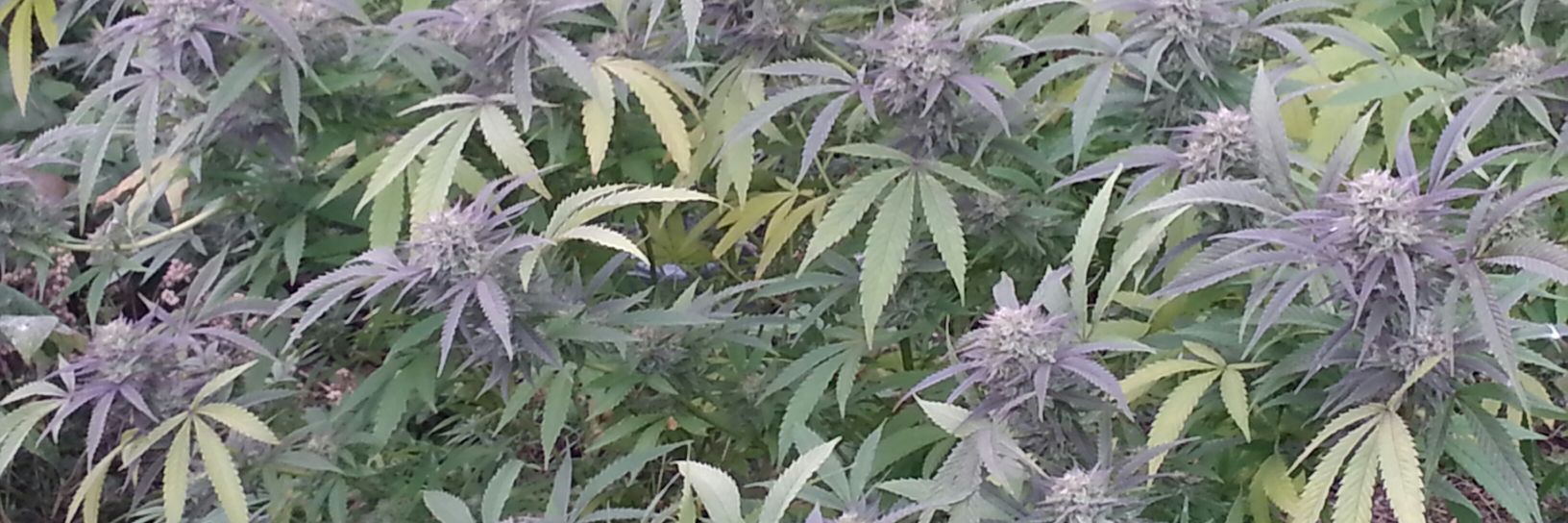 HazeJd's profile banner image